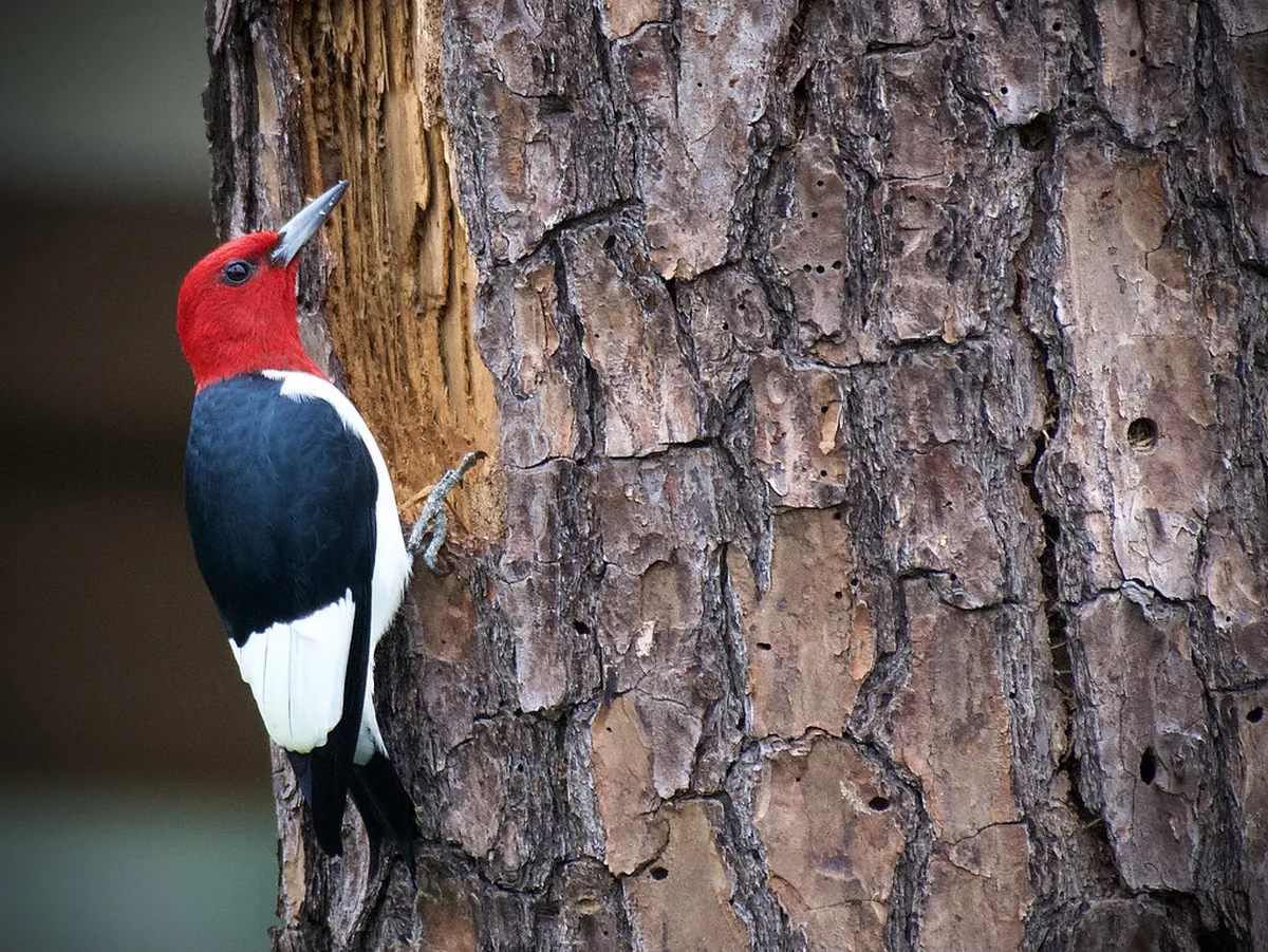 Plzeň Travel Guide 2026: Adolf Loos, Craft Beer & Hidden Gems